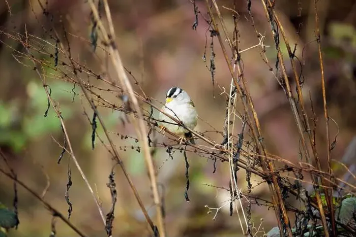 Framed Print : A white-crowned sparrow perched on a branch at Cowichan Bay Framed Print : A white-crowned sparrow perched on a branch at Cowichan Bay