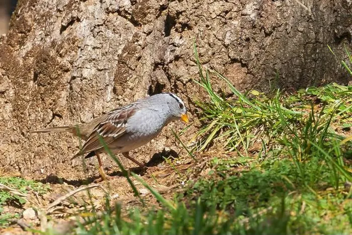Framed Print : A white-crowned sparrow (Zonotrichia leucophrys) foraging in a lawn adjacent to an oak tree in Redding California, USA Framed Print : A white-crowned sparrow (Zonotrichia leucophrys) foraging in a lawn adjacent to an oak tree in Redding California, USA