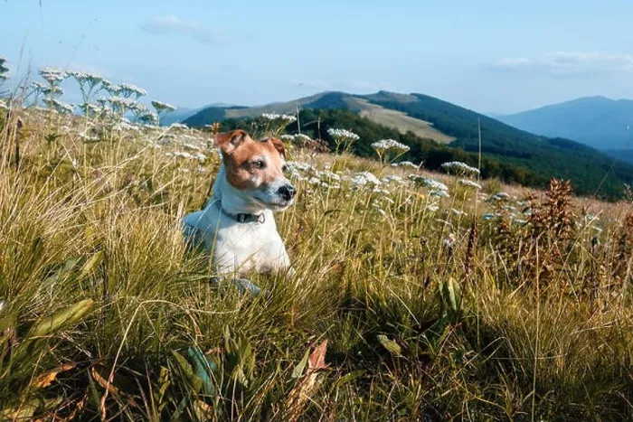 Framed Print : Alone white dog sitting in the flowers Framed Print : Alone white dog sitting in the flowers