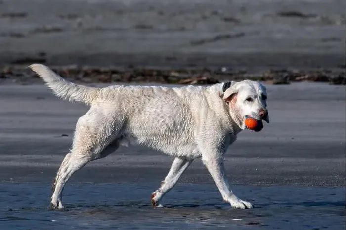 Framed Print : White dog walking on the beach carrying a ball in its mouth, British Columbia, Canada Framed Print : White dog walking on the beach carrying a ball in its mouth, British Columbia, Canada