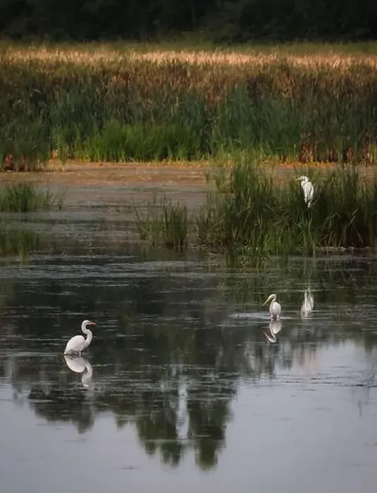 Framed Print : Three white egrets in still water of marshy wetland on summer day Framed Print : Three white egrets in still water of marshy wetland on summer day