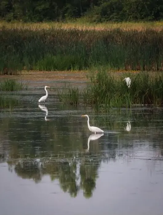Framed Print : Three white egrets in still water of marshy wetland on summer day Framed Print : Three white egrets in still water of marshy wetland on summer day