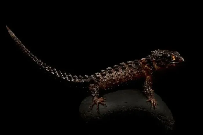 Framed Print : White-eyed crocodile skink (Tribolonotus novaeguineae)