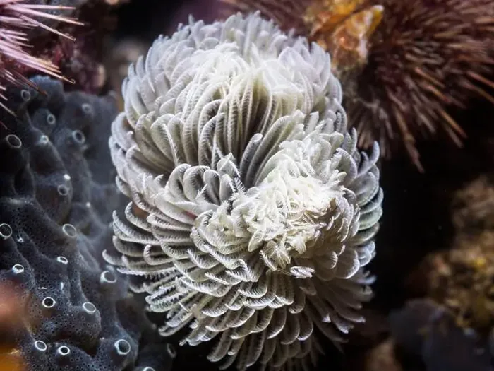 Framed Print : A white Feather-duster worm or giant fanworm (Sabellastarte longa) feeding underwater on the reef Framed Print : A white Feather-duster worm or giant fanworm (Sabellastarte longa) feeding underwater on the reef