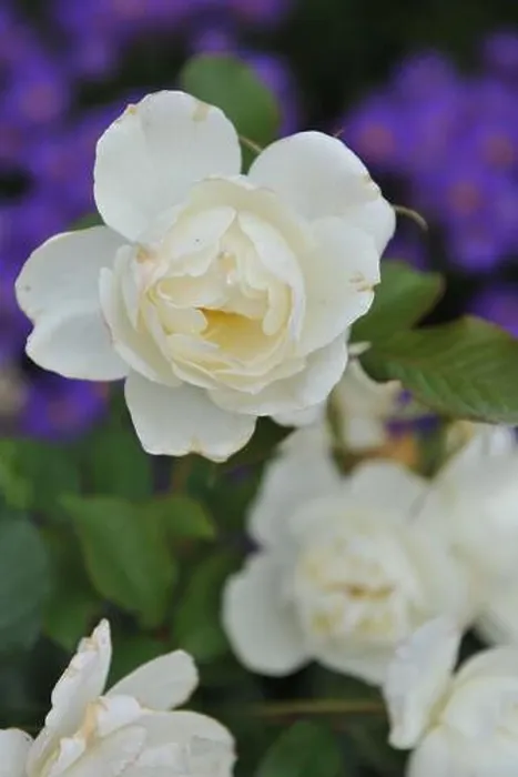 Framed Print : White Floribunda rose (Rosa) Class Act blooms in a garden in September Framed Print : White Floribunda rose (Rosa) Class Act blooms in a garden in September