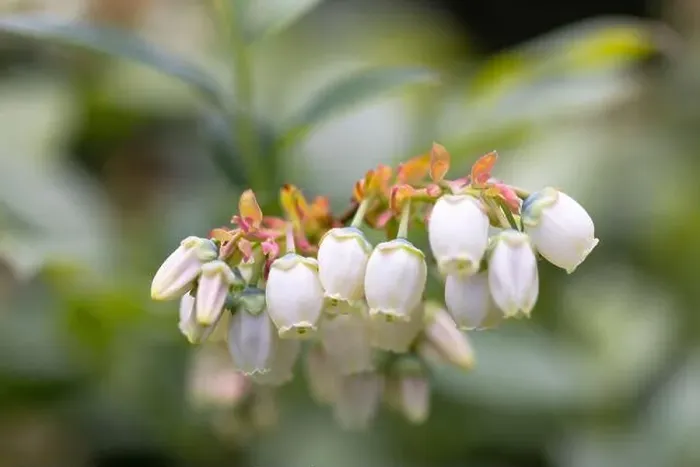 Framed Print : White flowers of the blooming northern highbush blueberry bush in garden, close up Framed Print : White flowers of the blooming northern highbush blueberry bush in garden, close up