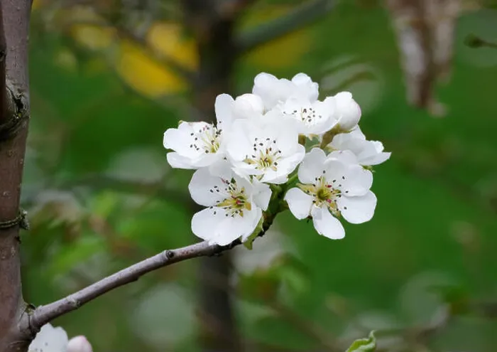 Framed Print : white flowers of pear tree in a garden Framed Print : white flowers of pear tree in a garden