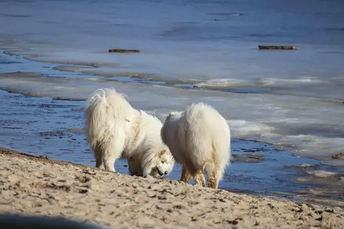 Framed Print : two white fluffy dogs by the sea, one of them is digging something in the sand Framed Print : two white fluffy dogs by the sea, one of them is digging something in the sand