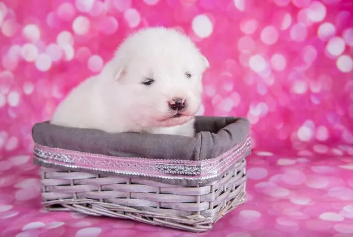 Framed Print : White fluffy small Samoyed puppy dog in a basket Framed Print : White fluffy small Samoyed puppy dog in a basket