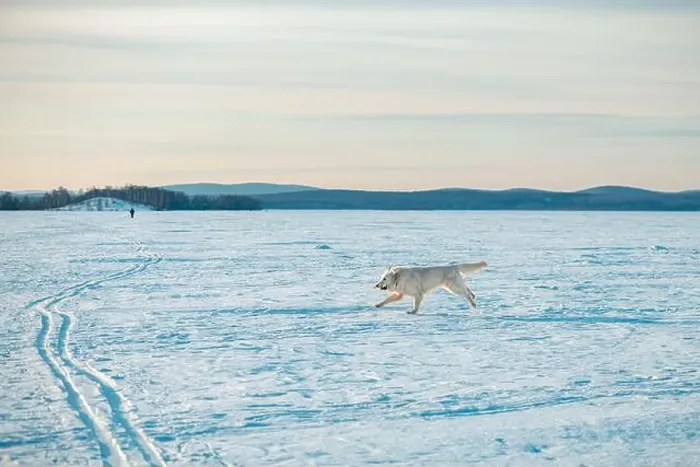 Framed Print : The White German Shepherd Dog walks in winter on a lake covered with ice and snow Framed Print : The White German Shepherd Dog walks in winter on a lake covered with ice and snow
