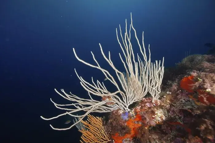 Framed Print : White gorgonian (Eunicella singularis) and orange details in a blue sea Framed Print : White gorgonian (Eunicella singularis) and orange details in a blue sea