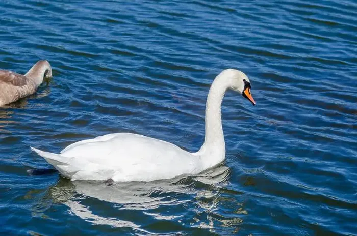 Framed Print : White and gray swan on dark water. One of them, gray swan, dives in search of food in shallow river Framed Print : White and gray swan on dark water. One of them, gray swan, dives in search of food in shallow river