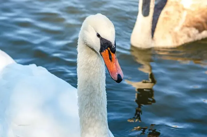 Framed Print : White and gray swan on dark water. One of them, gray swan, swims behind in a shallow river Framed Print : White and gray swan on dark water. One of them, gray swan, swims behind in a shallow river
