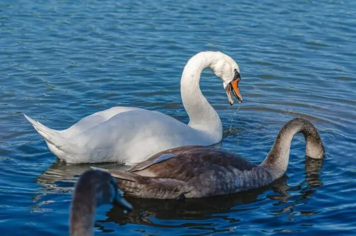 Framed Print : White and gray swan on dark water. One of them, gray swan, dives in search of food in shallow river Framed Print : White and gray swan on dark water. One of them, gray swan, dives in search of food in shallow river