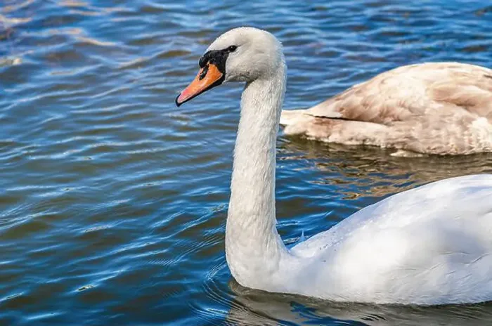 Framed Print : White and gray swan on dark water. One of them, gray swan, swims behind in a shallow river Framed Print : White and gray swan on dark water. One of them, gray swan, swims behind in a shallow river