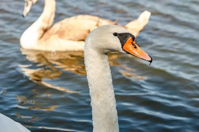 Framed Print : White and gray swan on dark water. One of them, gray swan, swims behind in a shallow river Framed Print : White and gray swan on dark water. One of them, gray swan, swims behind in a shallow river