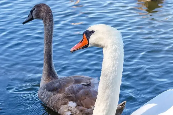Framed Print : White and gray swan on dark water. One of them, gray swan, swims behind in a shallow river Framed Print : White and gray swan on dark water. One of them, gray swan, swims behind in a shallow river