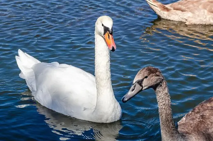 Framed Print : White and gray swan on dark water. One of them, gray swan, swims behind in a shallow river Framed Print : White and gray swan on dark water. One of them, gray swan, swims behind in a shallow river