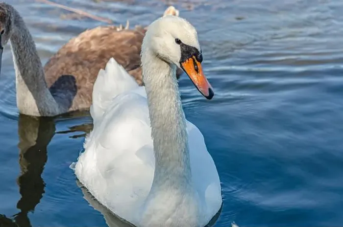 Framed Print : White and gray swan on dark water. One of them, gray swan, swims behind in a shallow river Framed Print : White and gray swan on dark water. One of them, gray swan, swims behind in a shallow river