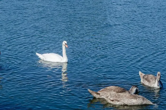 Framed Print : White and two gray swans on dark water. One of them, gray swan, dives for food in shallow river Framed Print : White and two gray swans on dark water. One of them, gray swan, dives for food in shallow river