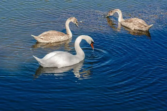 Framed Print : White and two gray swans on dark water. One of them, gray swan, looking for food in shallow river Framed Print : White and two gray swans on dark water. One of them, gray swan, looking for food in shallow river