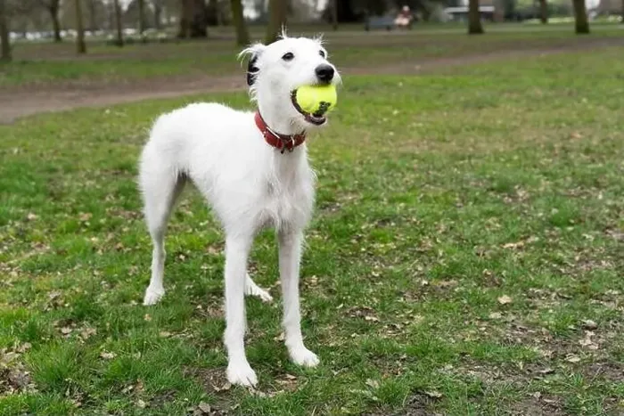 Framed Print : white hair lurcher catches a ball in her mouth in London Greenwich park Framed Print : white hair lurcher catches a ball in her mouth in London Greenwich park