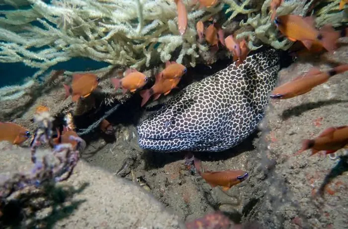 Framed Print : A white honeycomb moray eel among a flock of small fish at the bottom of the Gulf of Oman in Fujairah Framed Print : A white honeycomb moray eel among a flock of small fish at the bottom of the Gulf of Oman in Fujairah