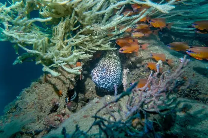 Framed Print : A white honeycomb moray eel among a flock of small fish at the bottom of the Gulf of Oman in Fujairah Framed Print : A white honeycomb moray eel among a flock of small fish at the bottom of the Gulf of Oman in Fujairah