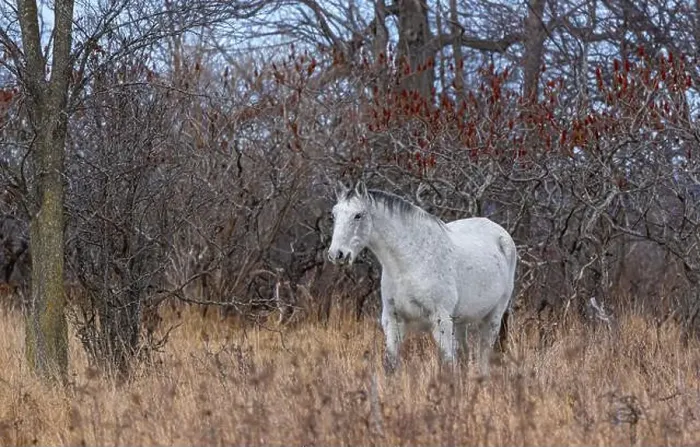 Framed Print : White horse walking through a meadow on Wolfe Island, Ontario, Canada Framed Print : White horse walking through a meadow on Wolfe Island, Ontario, Canada