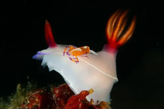 Framed Print : White hypselodoris bullockii nudibranch with an orange commensal shrimp on its back, Lembeh Strait Framed Print : White hypselodoris bullockii nudibranch with an orange commensal shrimp on its back, Lembeh Strait