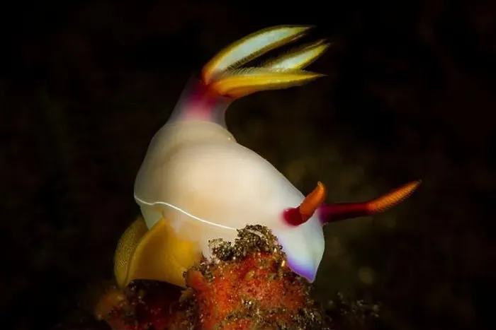 Framed Print : White hypselodoris bullockii nudibranch with a yellow ribbon of eggs, Lembeh Strait, Indonesia Framed Print : White hypselodoris bullockii nudibranch with a yellow ribbon of eggs, Lembeh Strait, Indonesia