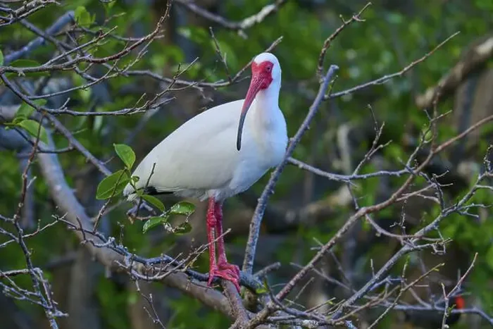 Framed Print : White Ibis, Snow Ibis (Eudocimus albu) Framed Print : White Ibis, Snow Ibis (Eudocimus albu)