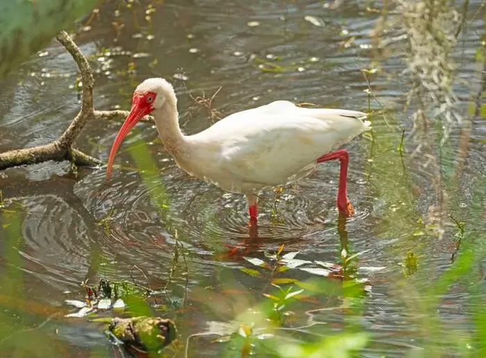 Framed Print : A White Ibis Walking Through the Shallows in Brazos Bend State Park in Texas