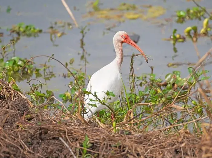 Framed Print : White Ibis on a Wetland Shore in Brazos Bend State Park in Texas Framed Print : White Ibis on a Wetland Shore in Brazos Bend State Park in Texas