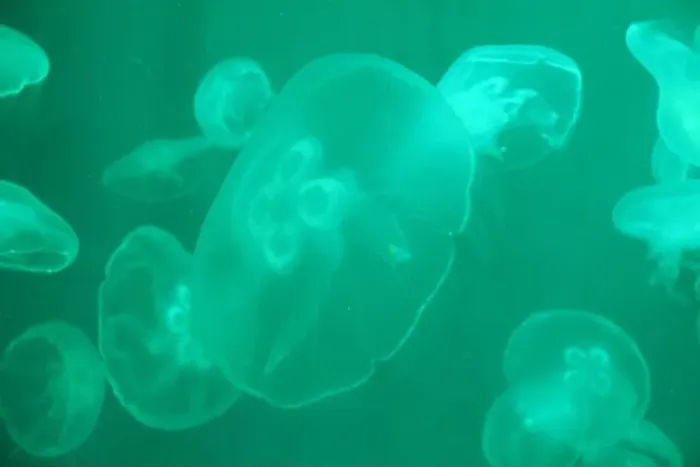 Framed Print : White illuminated silhouettes of jellyfish against the background of blue water in the pool Framed Print : White illuminated silhouettes of jellyfish against the background of blue water in the pool