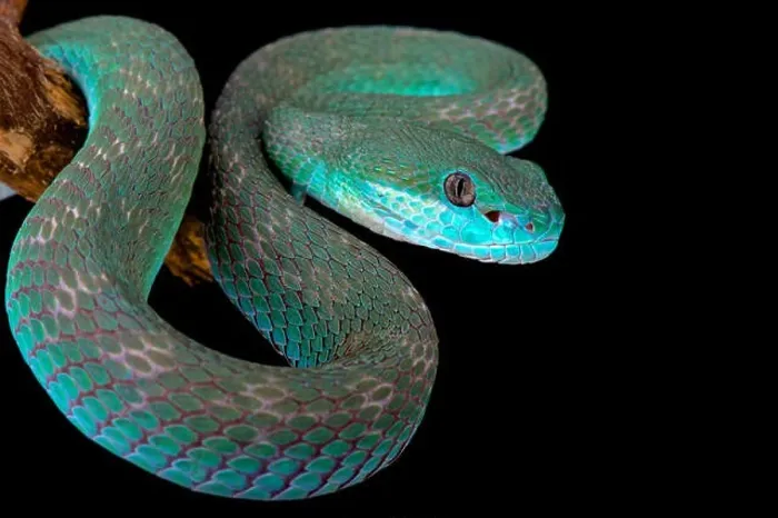 Framed Print : White-lipped island pitviper (Trimeresurus albolabris insularis) Framed Print : White-lipped island pitviper (Trimeresurus albolabris insularis)