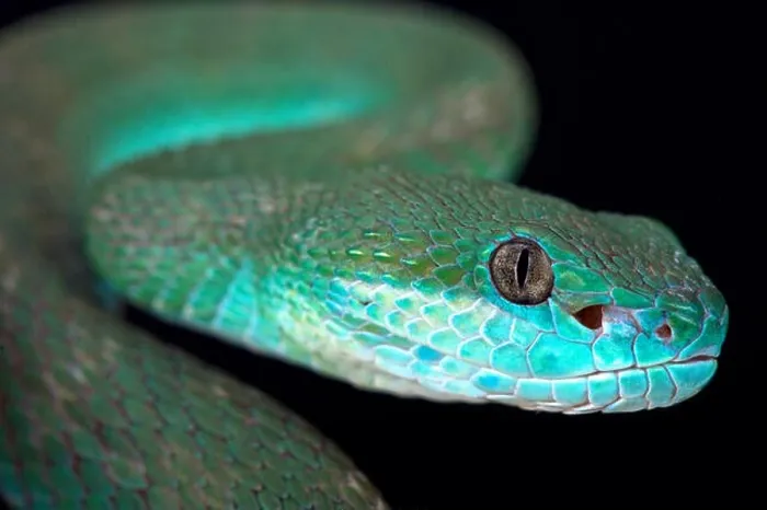Framed Print : White-lipped island pitviper (Trimeresurus albolabris insularis) Framed Print : White-lipped island pitviper (Trimeresurus albolabris insularis)