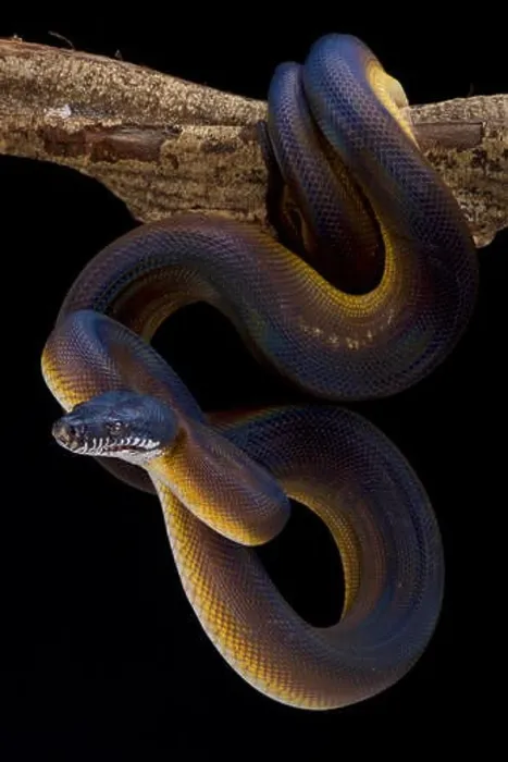 Framed Print : White lipped python, Bothrochilus albertissi, Indonesia Framed Print : White lipped python, Bothrochilus albertissi, Indonesia