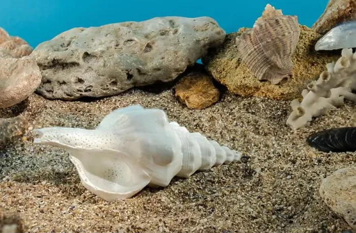Framed Print : White Marine gastropod mollusk sea shell underwater. Shell on the seabed Framed Print : White Marine gastropod mollusk sea shell underwater. Shell on the seabed