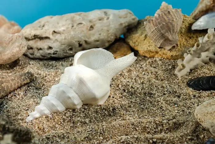 Framed Print : White Marine gastropod mollusk sea shell underwater. Shell on the seabed Framed Print : White Marine gastropod mollusk sea shell underwater. Shell on the seabed