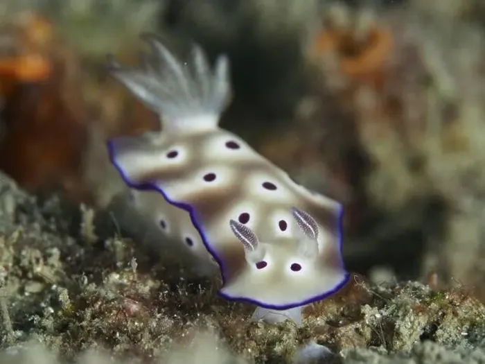 Framed Print : White nudibranch with purple spots Framed Print : White nudibranch with purple spots