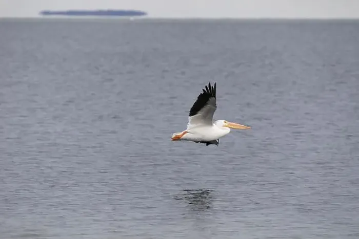 Framed Print : White pelicans Framed Print : White pelicans