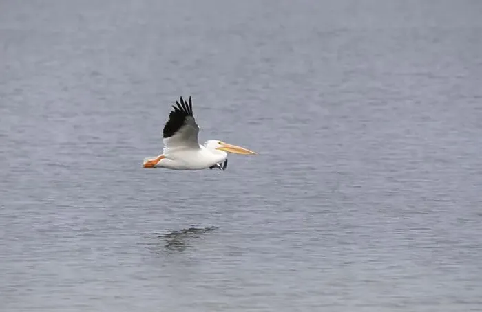 Framed Print : White pelicans Framed Print : White pelicans