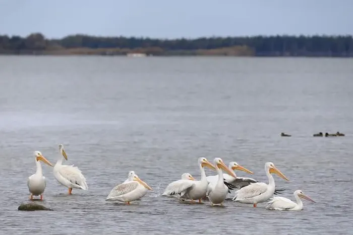 Framed Print : White pelicans Framed Print : White pelicans
