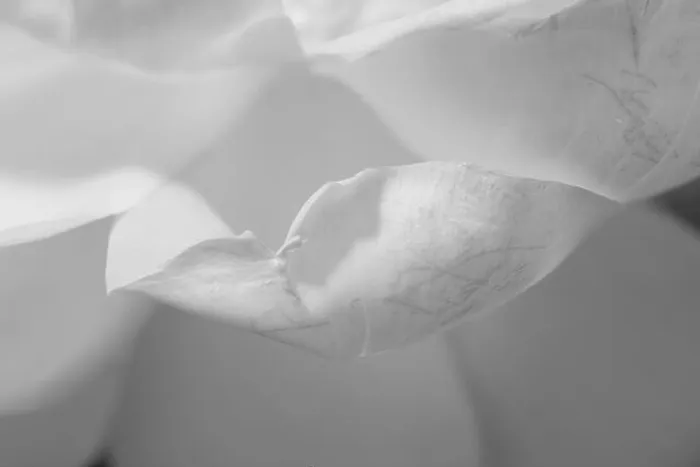Framed Print : white rose blossom petals, floral fine art harmonic high key monochrome macro with very fine texture and structure Framed Print : white rose blossom petals, floral fine art harmonic high key monochrome macro with very fine texture and structure