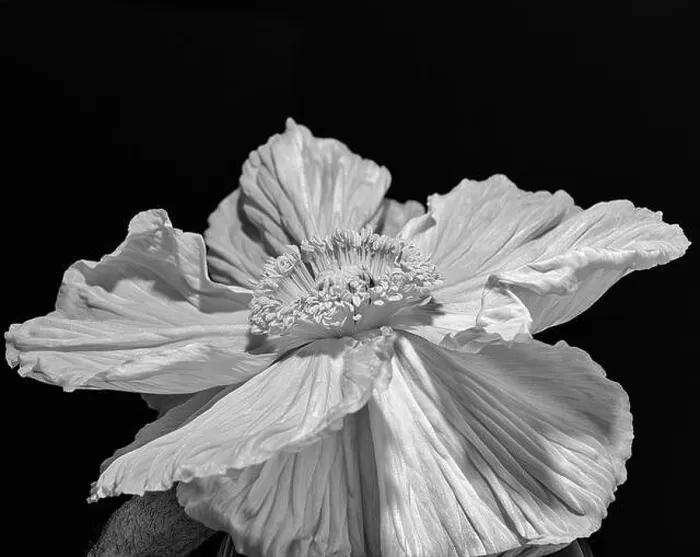 Framed Print : White satin / silk poppy blossom macro portrait Framed Print : White satin / silk poppy blossom macro portrait