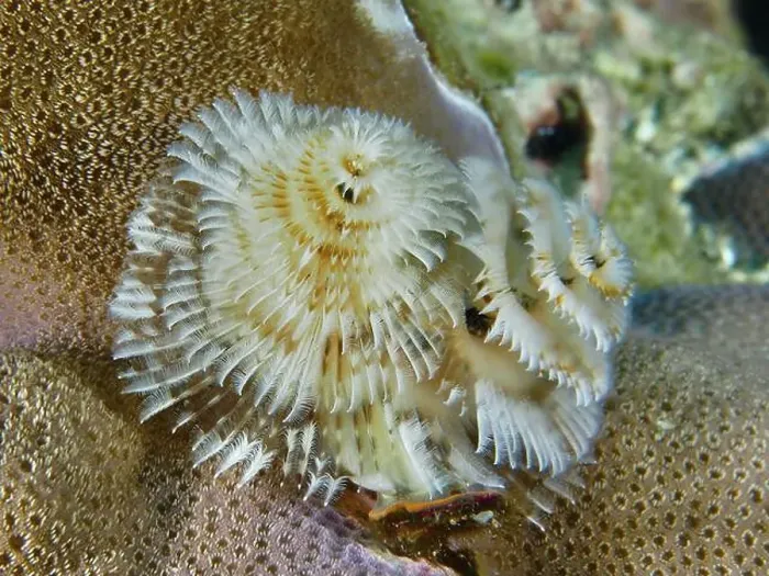 Framed Print : White, spiral-shaped worms, Indo-Pacific Christmas tree worm (Spirobranchus corniculatus) Framed Print : White, spiral-shaped worms, Indo-Pacific Christmas tree worm (Spirobranchus corniculatus)