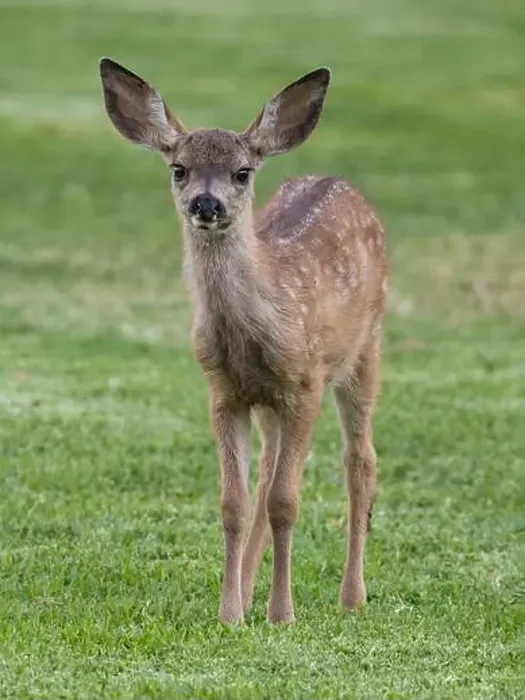 Framed Print : White-spotted Black-tailed Deer Fawn Grazing in Alert. Quail Hollow County Park, Santa Cruz County, California, USA Framed Print : White-spotted Black-tailed Deer Fawn Grazing in Alert. Quail Hollow County Park, Santa Cruz County, California, USA
