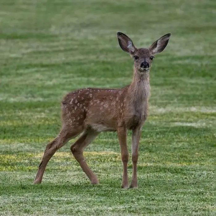 Framed Print : White-spotted Black-tailed Deer Fawn Grazing in Alert. Quail Hollow County Park, Santa Cruz County, California, USA Framed Print : White-spotted Black-tailed Deer Fawn Grazing in Alert. Quail Hollow County Park, Santa Cruz County, California, USA