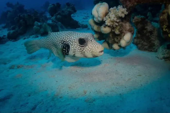 Framed Print : White-spotted puffer in Red Sea near Marsa Alam, Egypt Framed Print : White-spotted puffer in Red Sea near Marsa Alam, Egypt